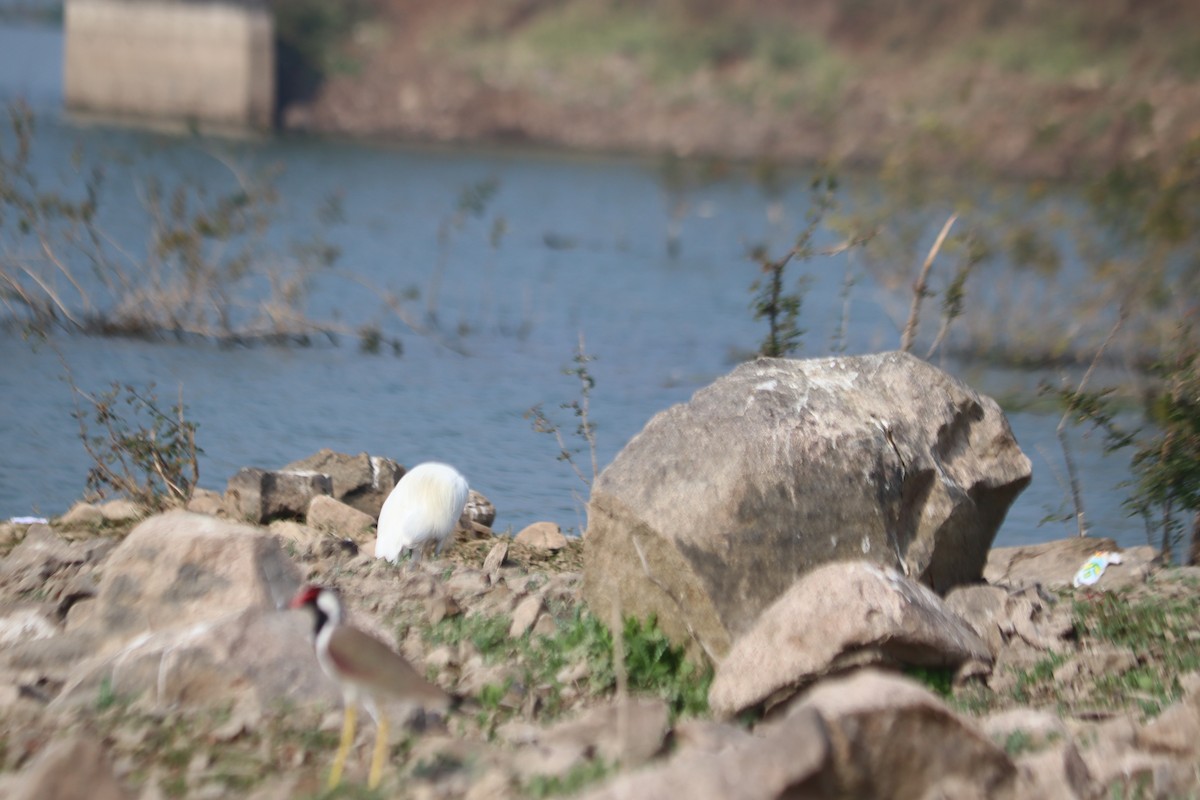 Red-wattled Lapwing - ML612695934