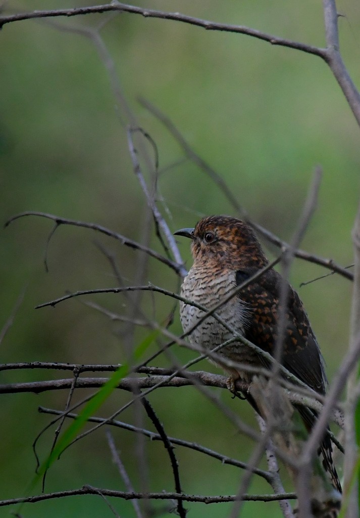 Plaintive Cuckoo - Mitali Deb