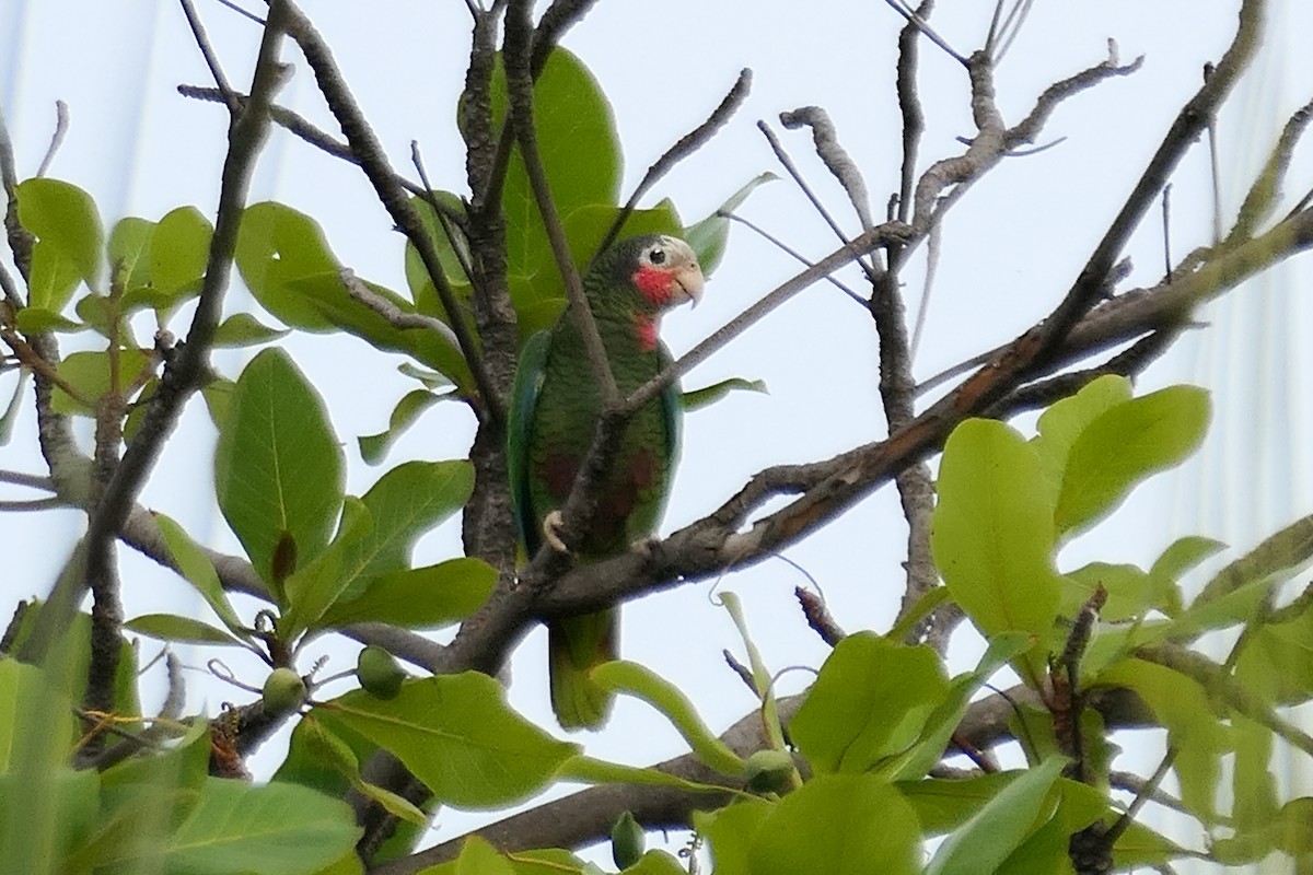 Cuban Parrot - ML612695964