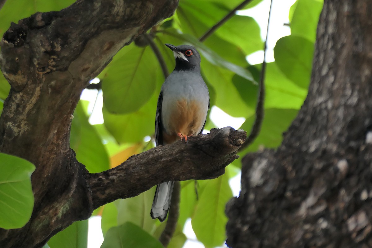 Red-legged Thrush - ML612695970