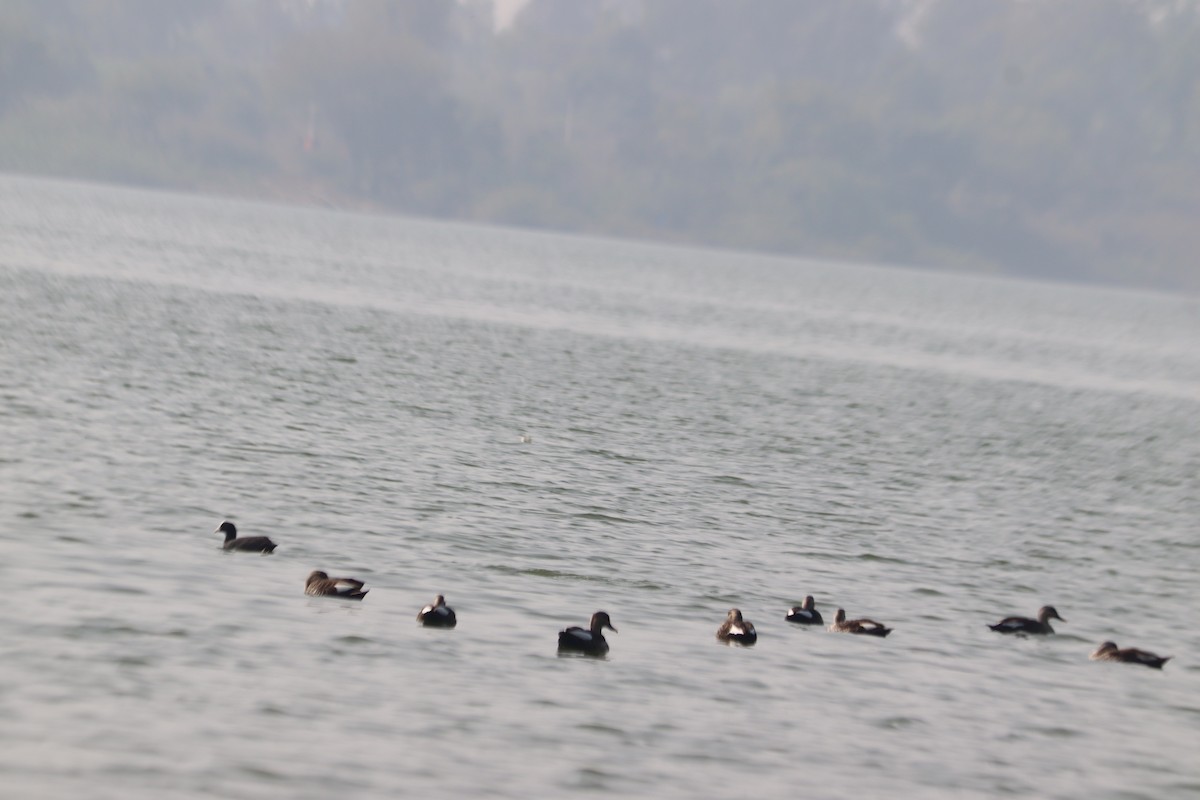 Indian Spot-billed Duck - Satish Ahir