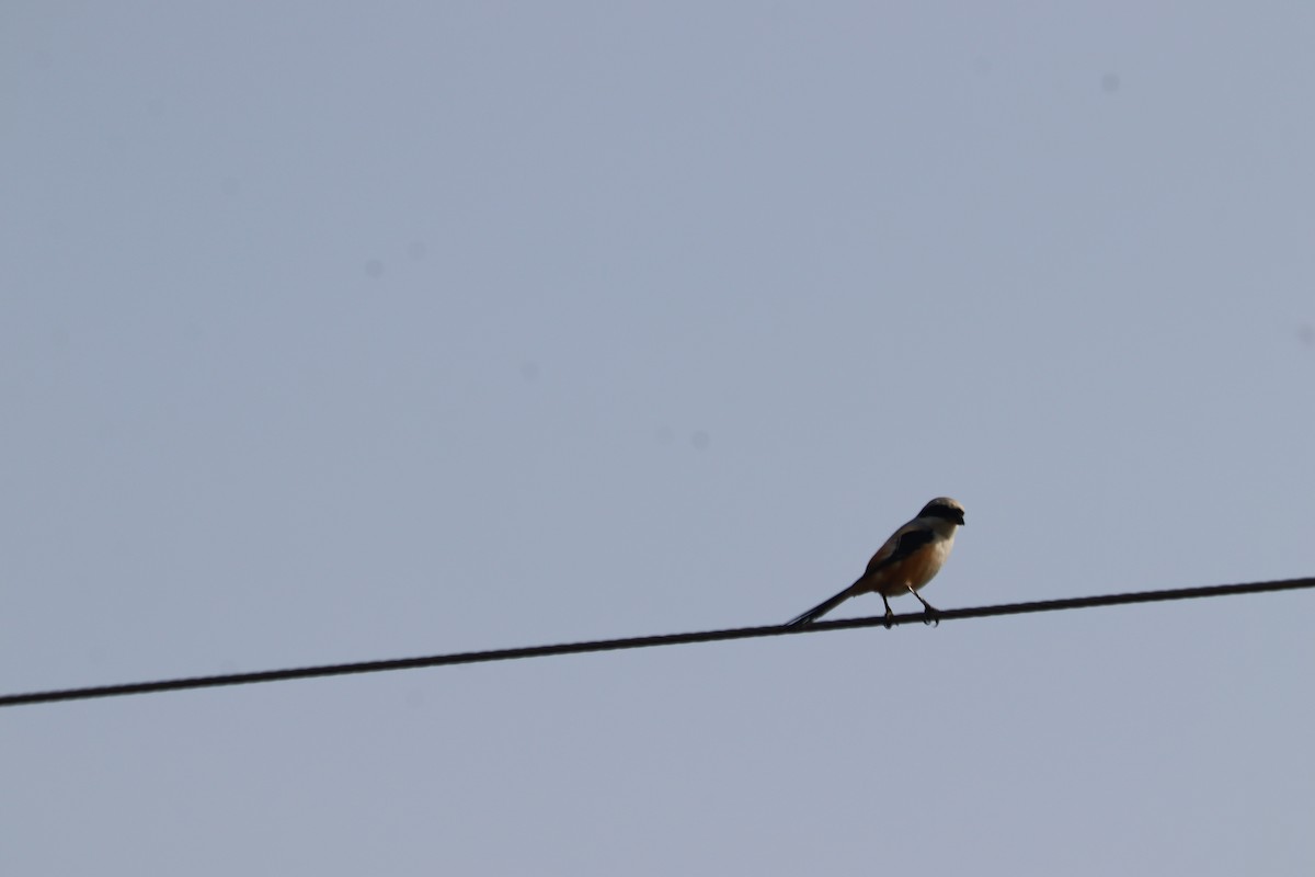 Long-tailed Shrike - Satish Ahir