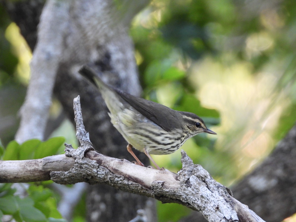 Northern Waterthrush - ML612696091