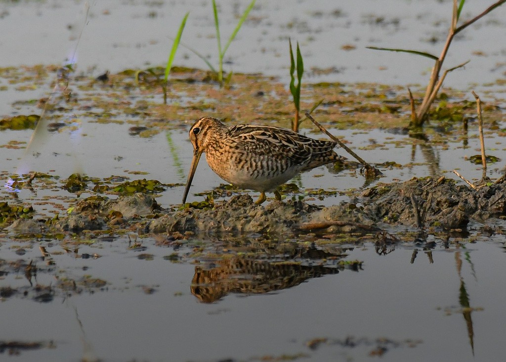 Pin-tailed/Common Snipe - ML612696209