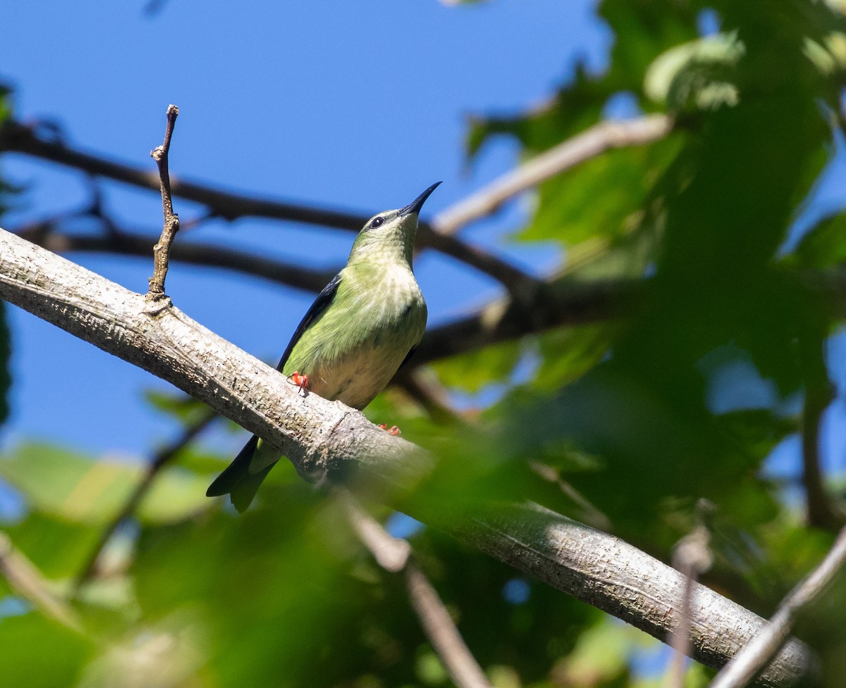 Red-legged Honeycreeper - ML612696286