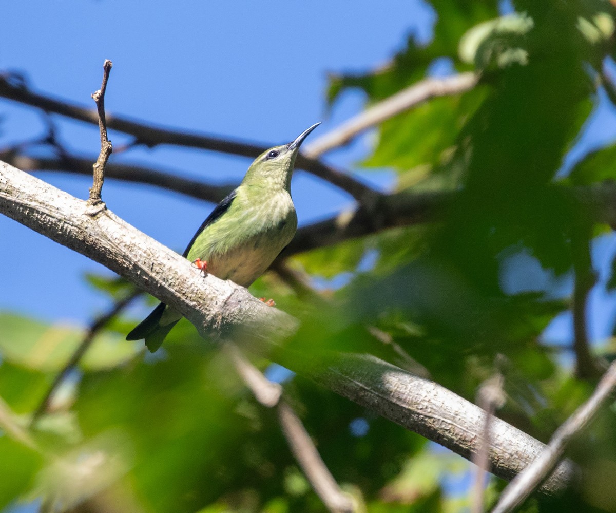 Red-legged Honeycreeper - ML612696289