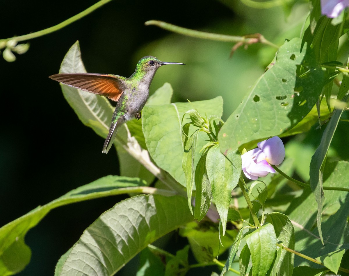 Blue-capped Hummingbird - William Price