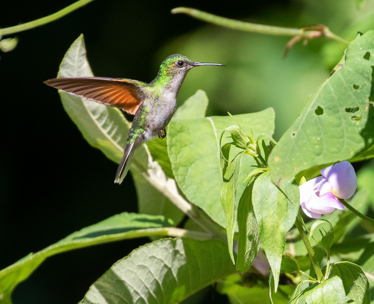 Blue-capped Hummingbird - ML612696301