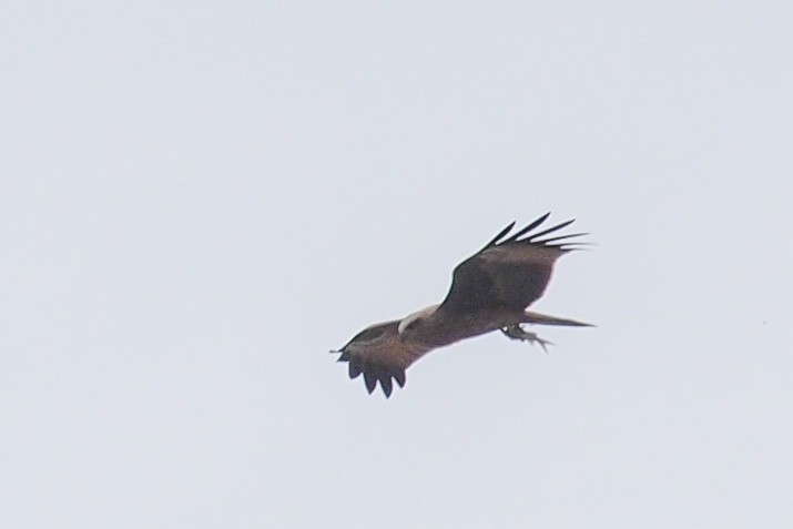 Brahminy Kite - Joost Foppes