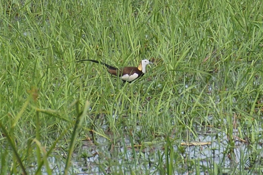 Pheasant-tailed Jacana - Joost Foppes