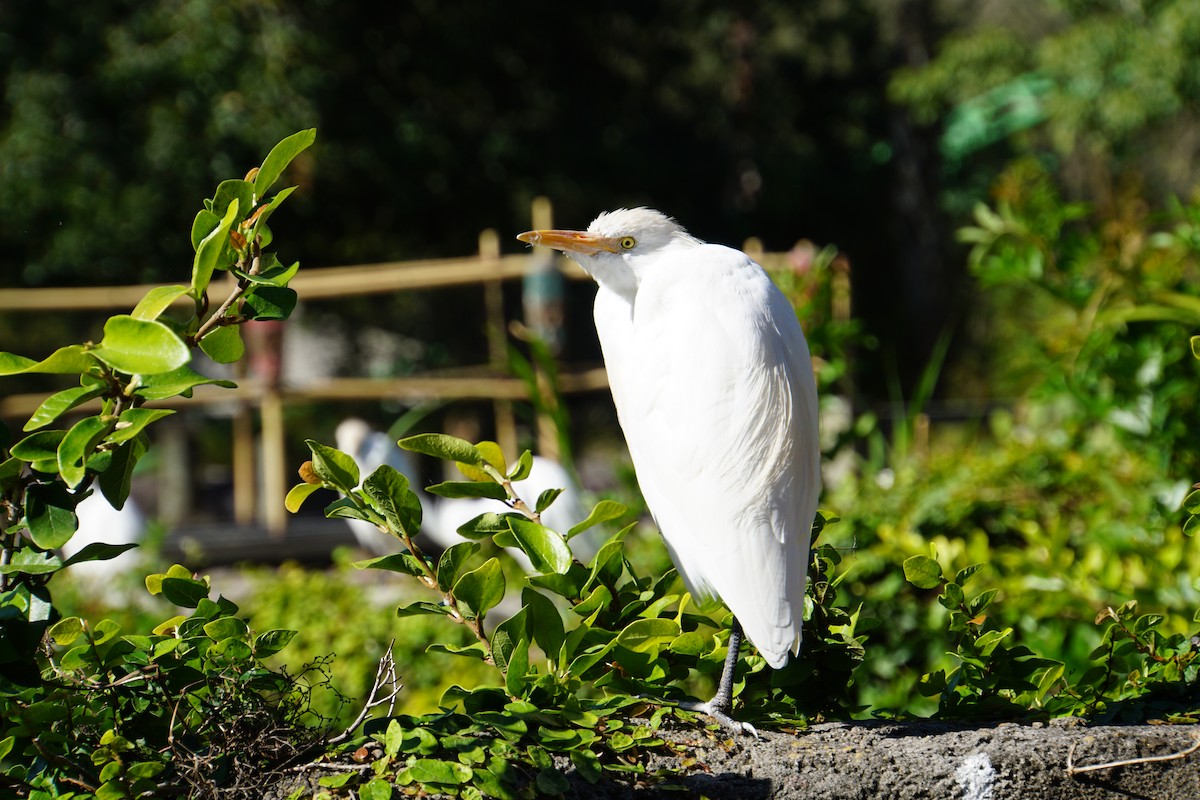 Western Cattle Egret - ML612696612