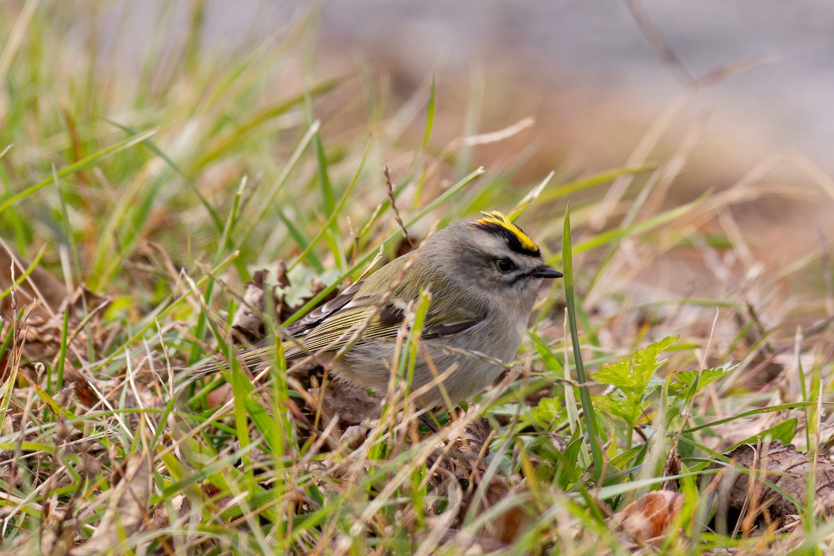 Golden-crowned Kinglet - Victoria Celis