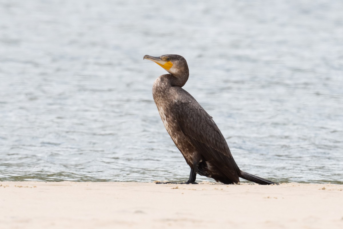 Great Cormorant - ML612696673