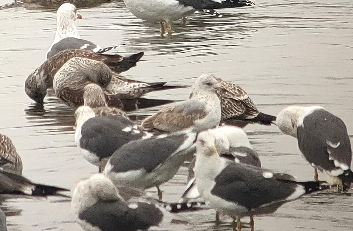 Common Gull - Pablo Macías Torres