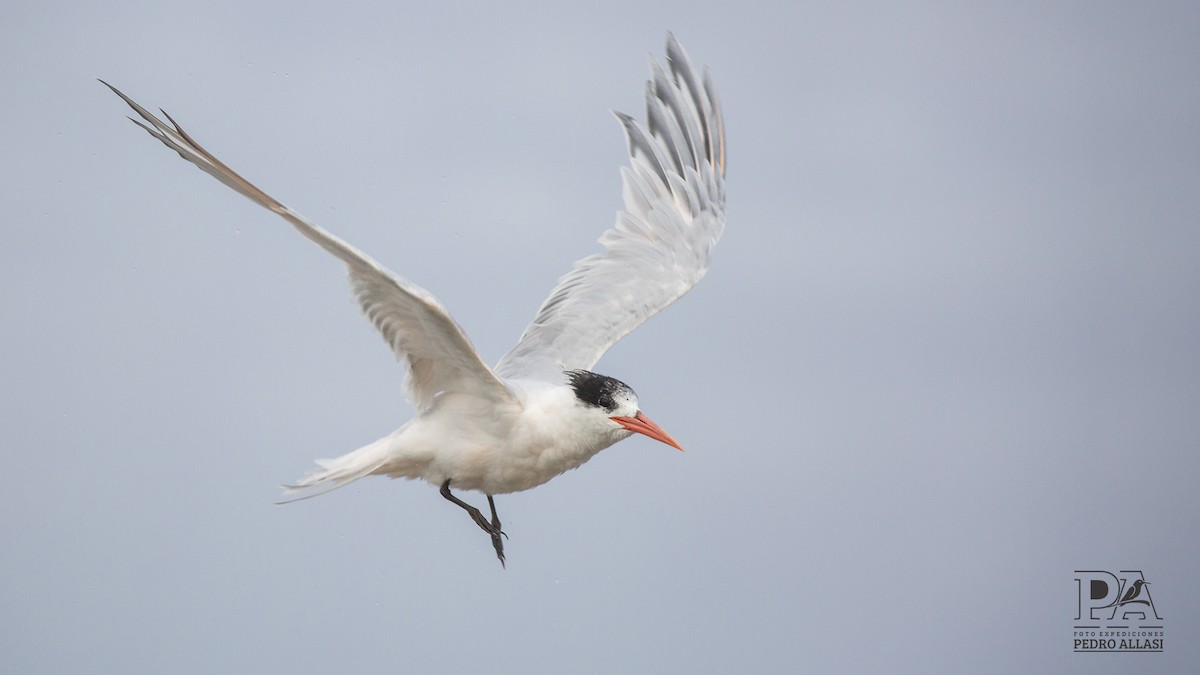 Elegant Tern - ML612696711