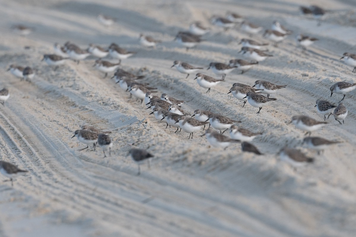 Red-necked Stint - ML612696728