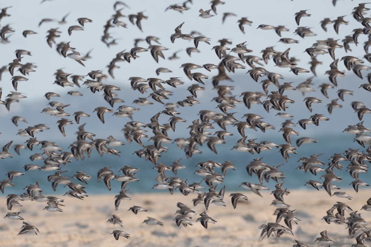Red-necked Stint - ML612696729