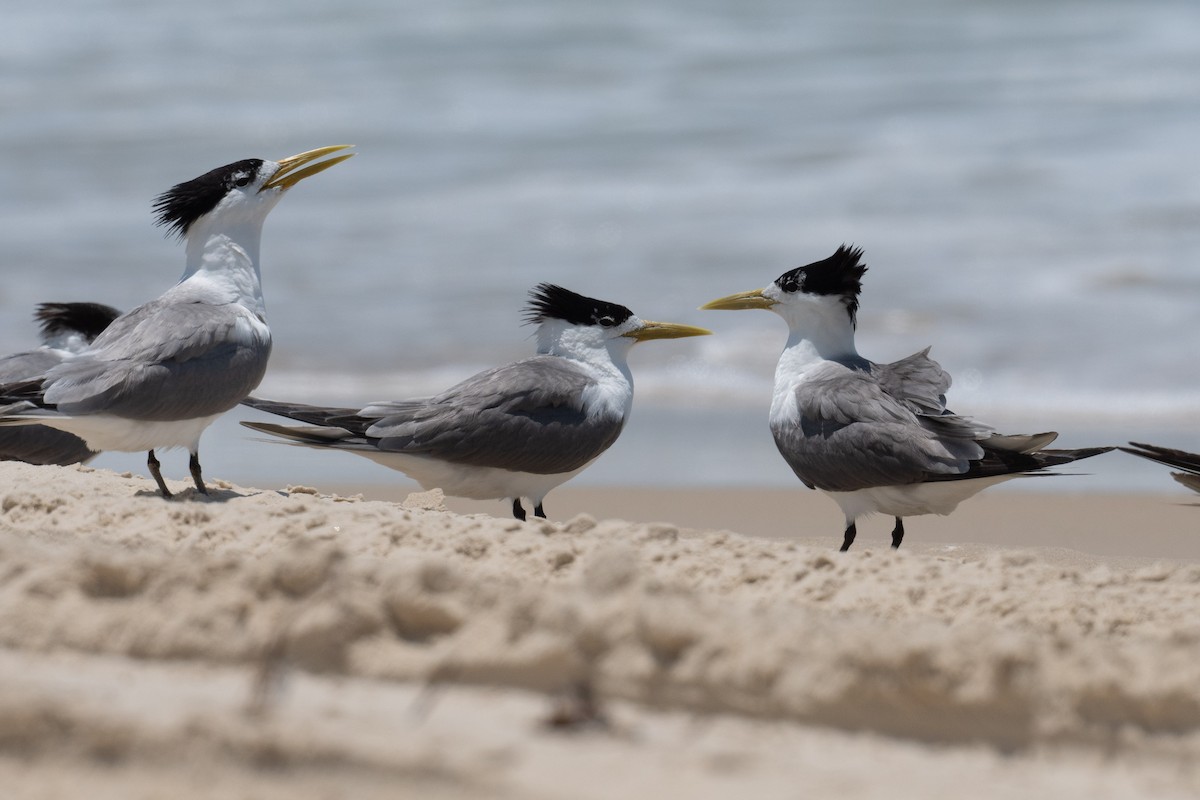 Great Crested Tern - ML612696767