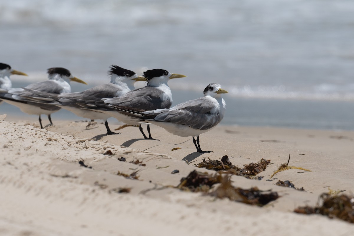 Great Crested Tern - ML612696768