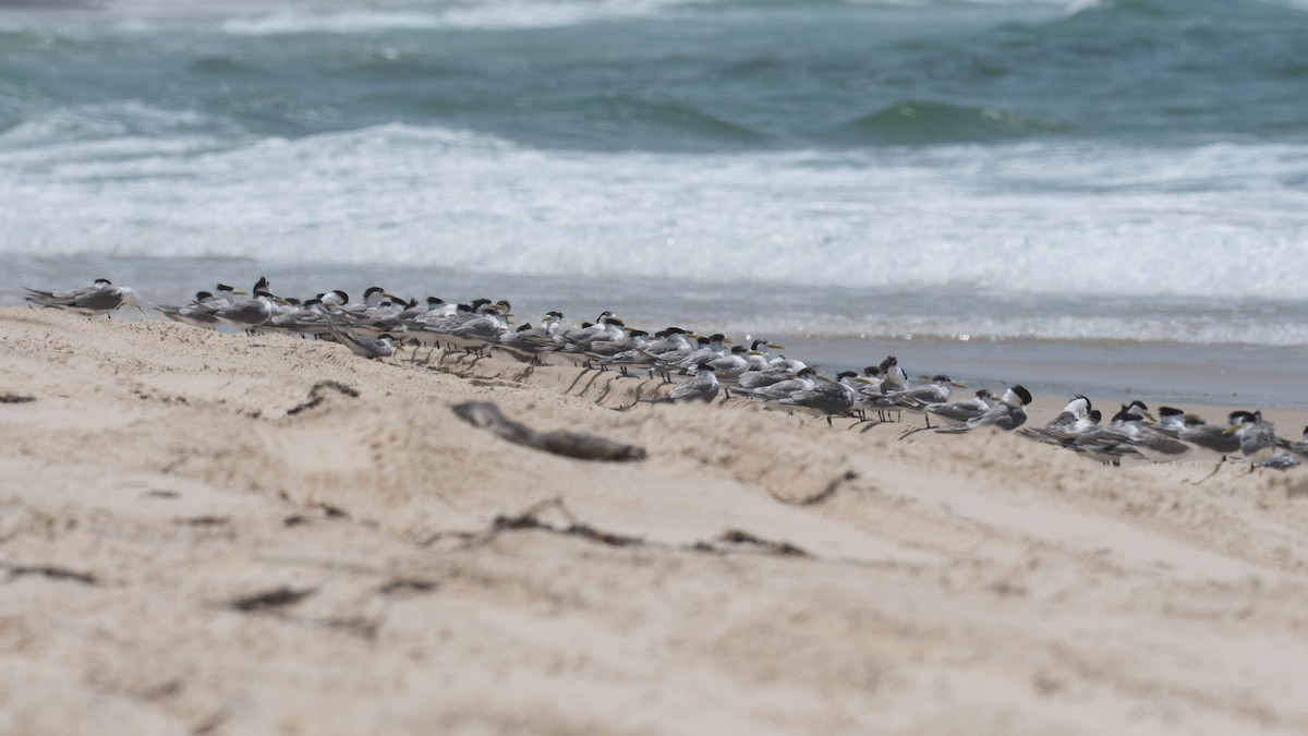 Great Crested Tern - ML612696769