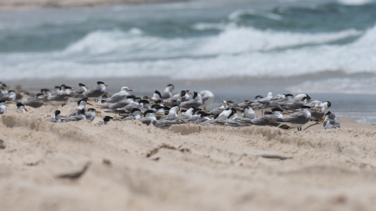 Great Crested Tern - ML612696770