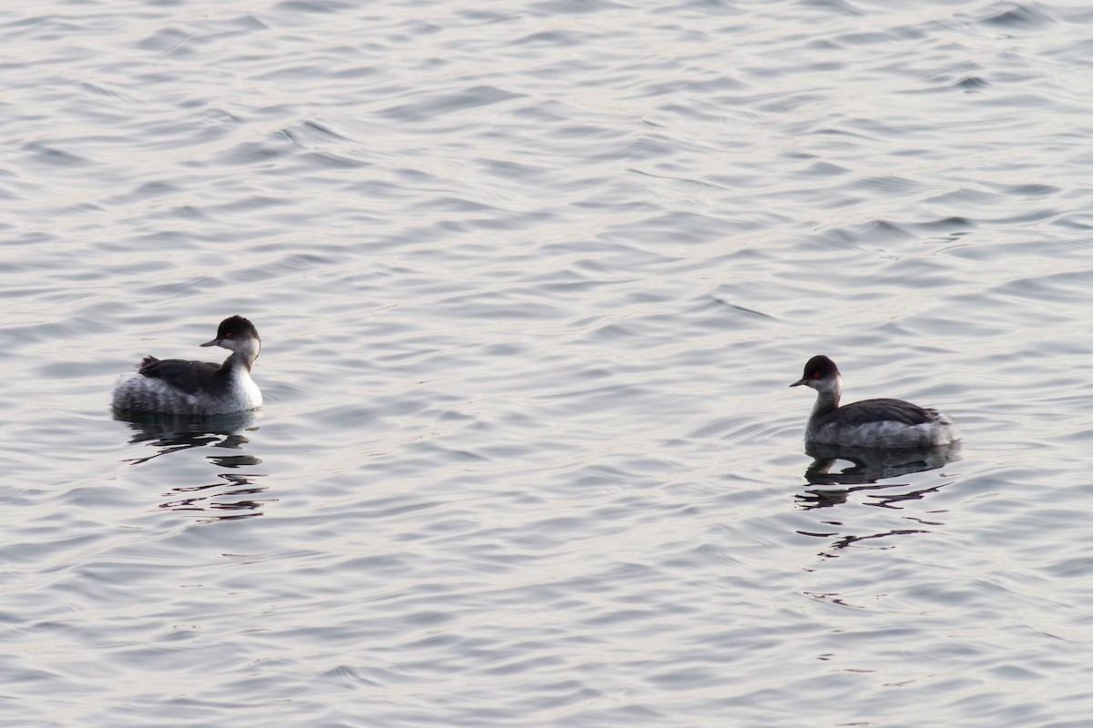 Eared Grebe - ML612696787