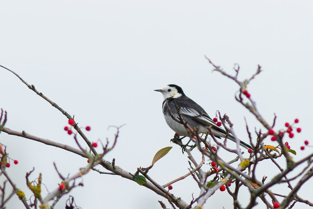 White Wagtail - ML612696799