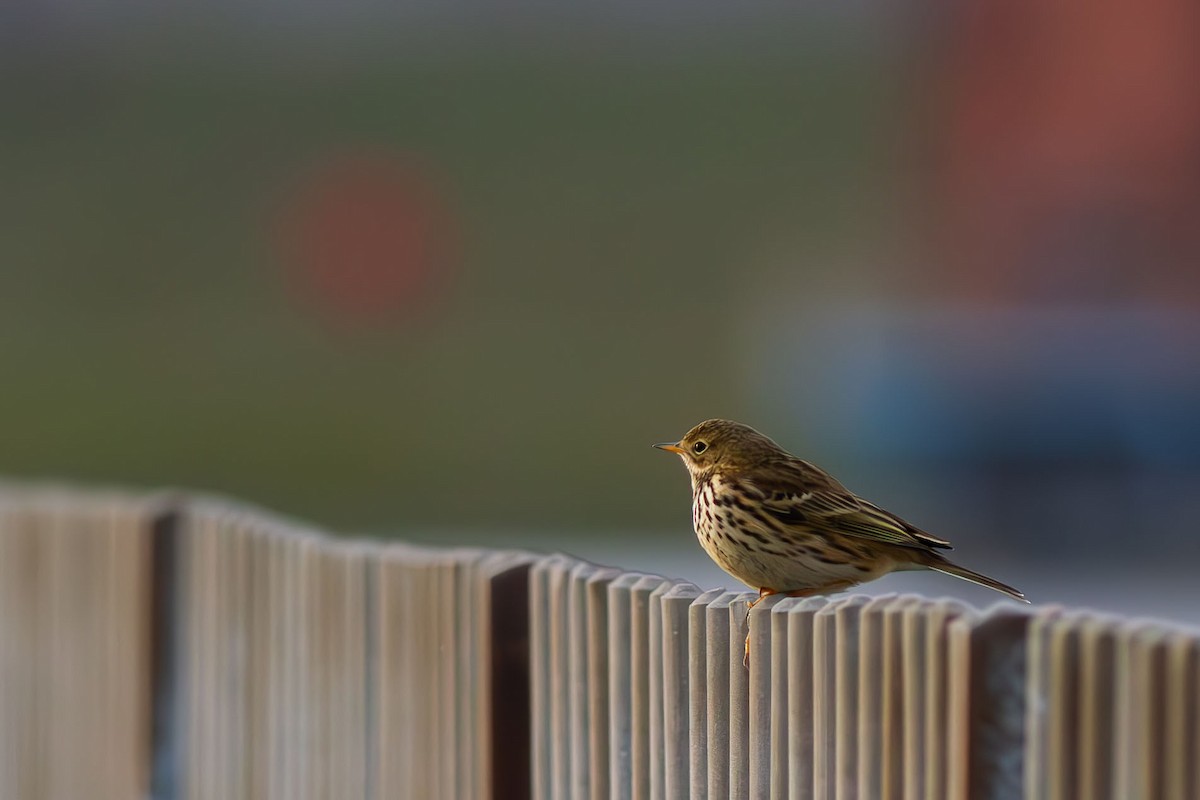 Meadow Pipit - ML612696802