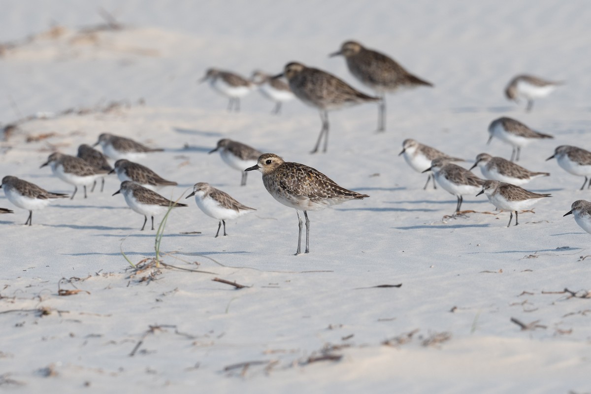 Pacific Golden-Plover - ML612696815