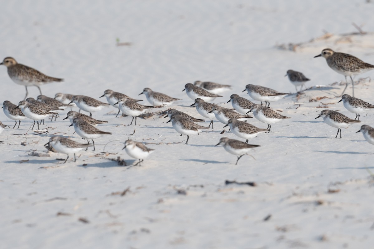 Red-necked Stint - ML612696817