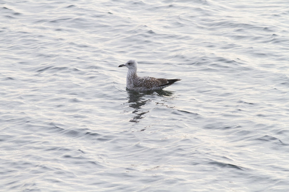 Herring Gull - ML612696827