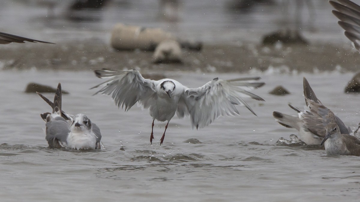 Common Tern - Pedro Allasi Condo - COAP - COLLAGUA BIRDER