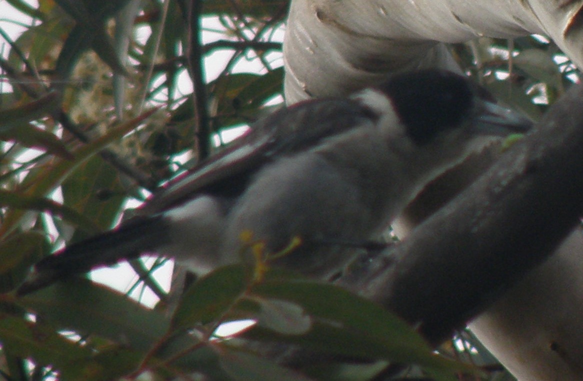 Gray Butcherbird - NICOLINO DALFONSO