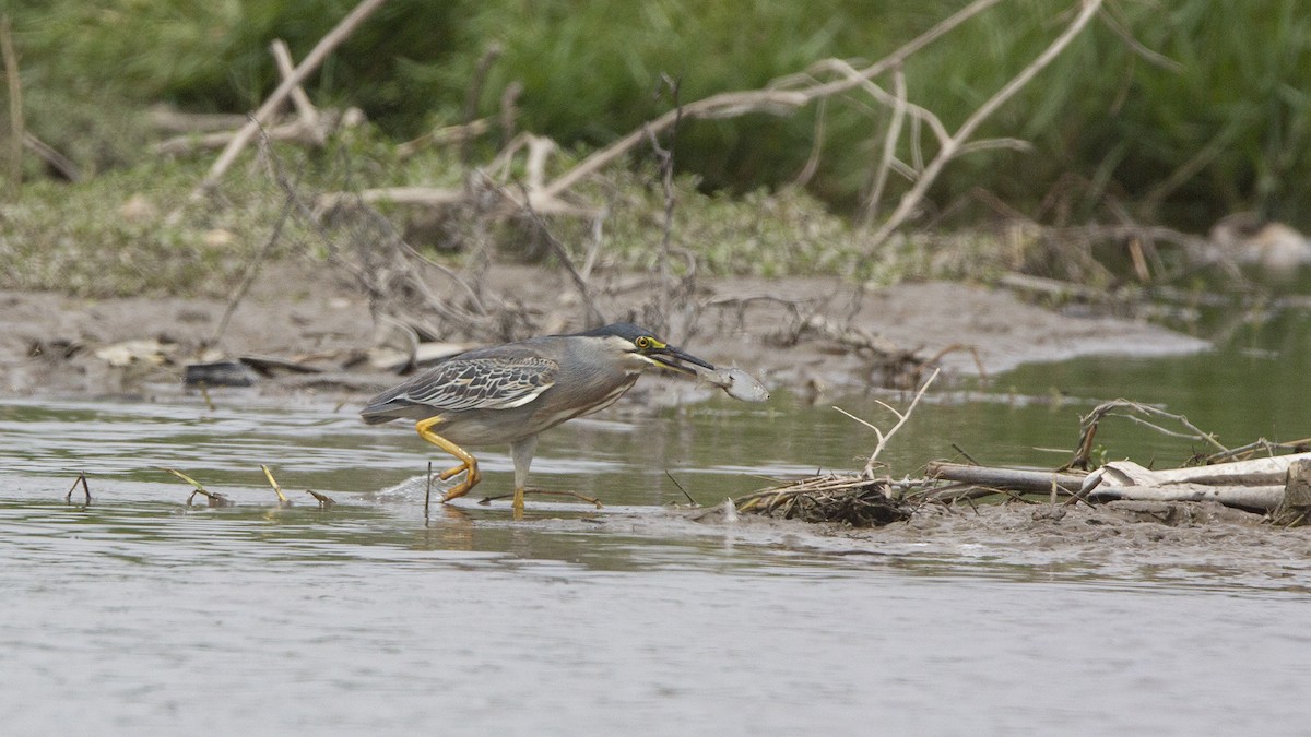 Striated Heron - ML612696843