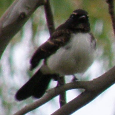 Willie-wagtail - ML612696845