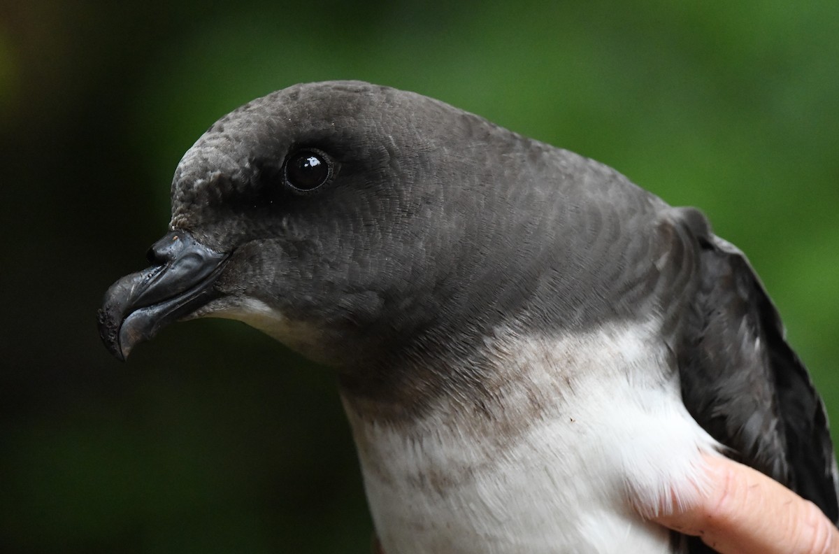 Magenta Petrel - ML612696890