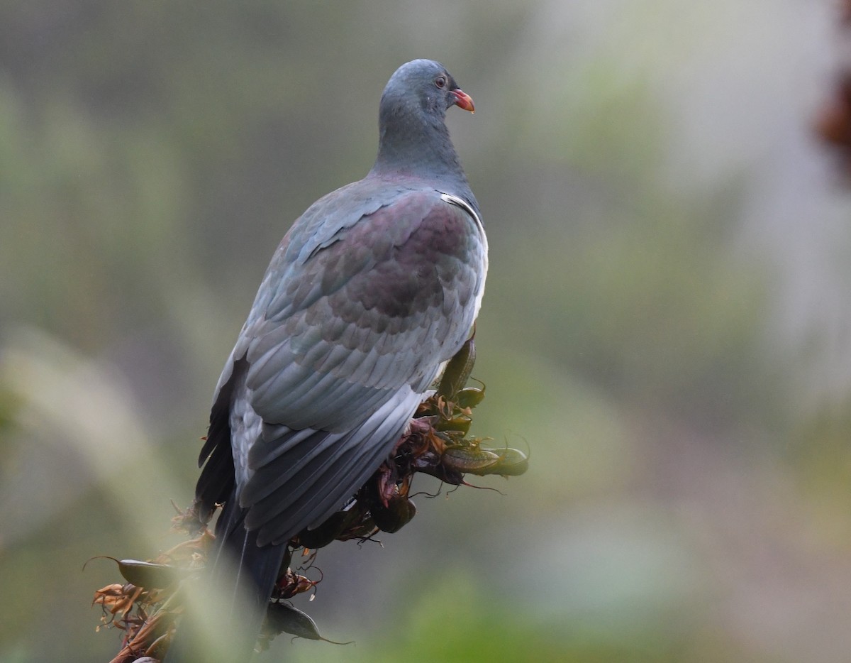 Chatham Island Pigeon - William Abbott