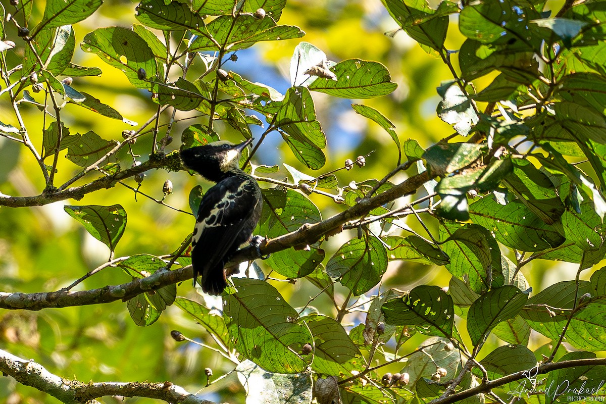 Heart-spotted Woodpecker - ML612697017