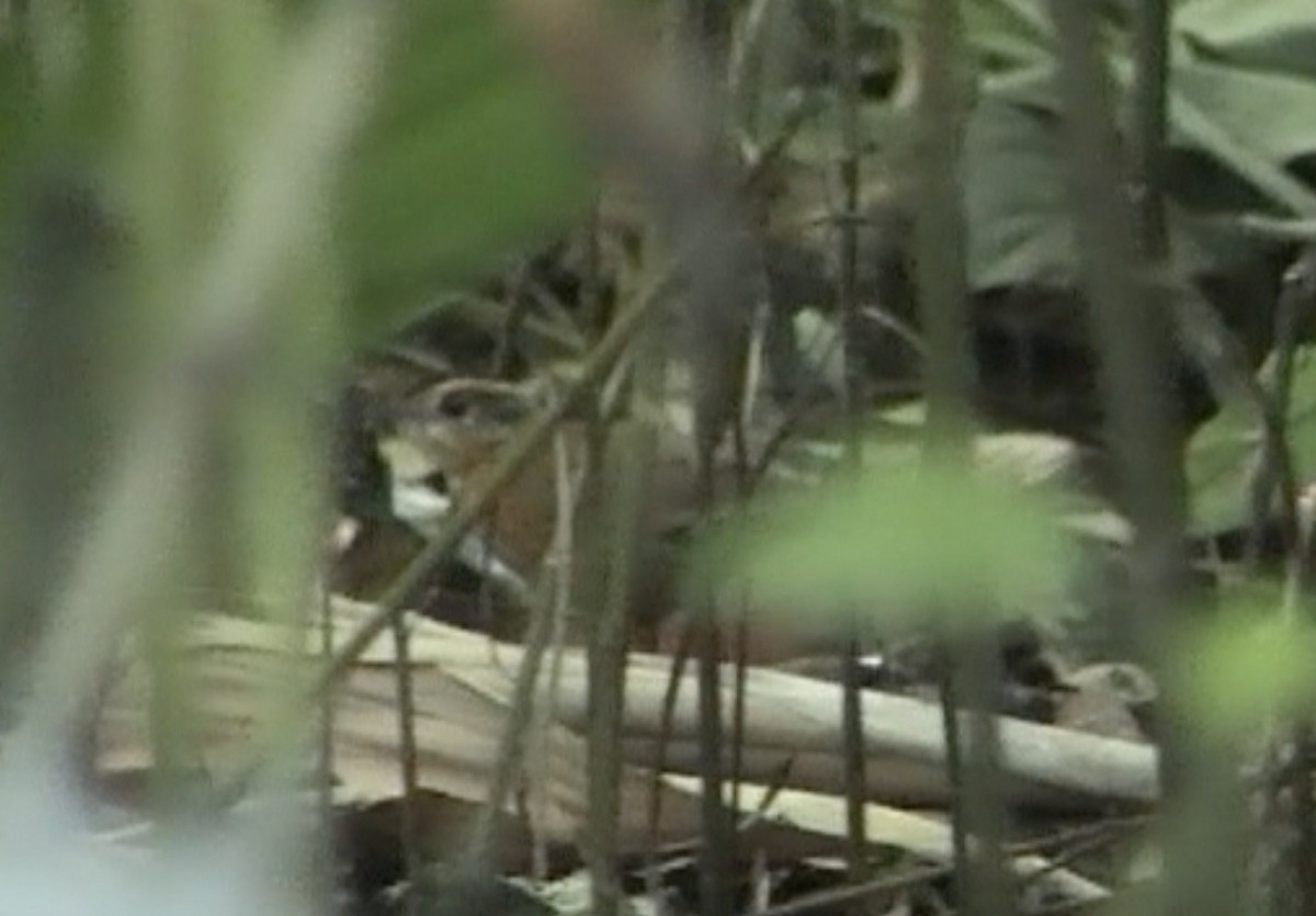 Javan Black-capped Babbler - Tommy Pedersen