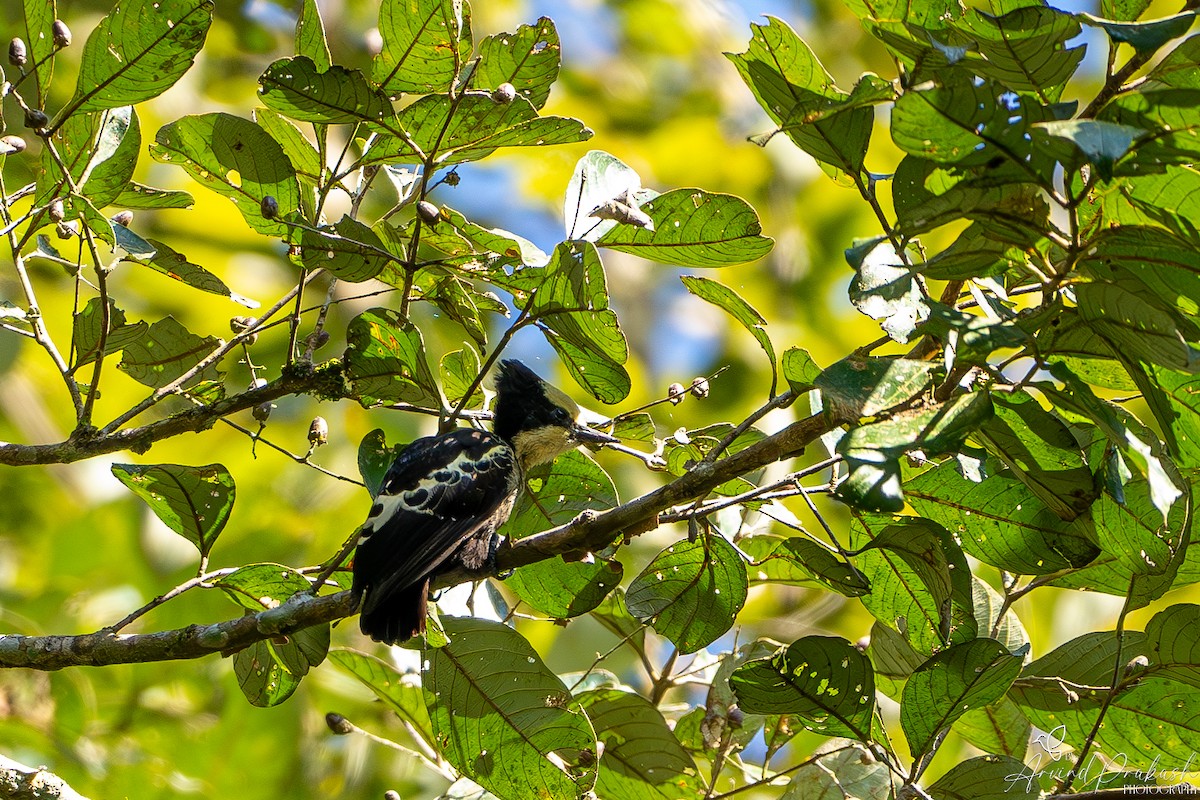 Heart-spotted Woodpecker - ML612697019