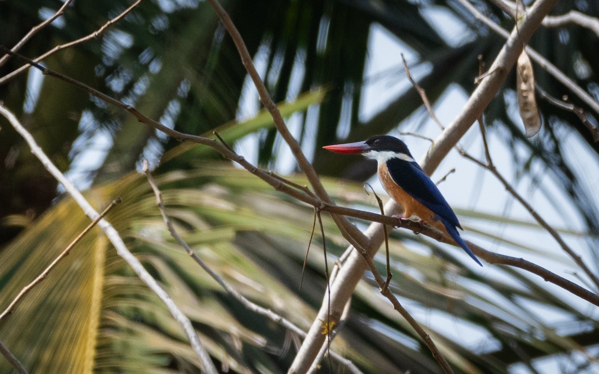 Black-capped Kingfisher - Sharang Satish