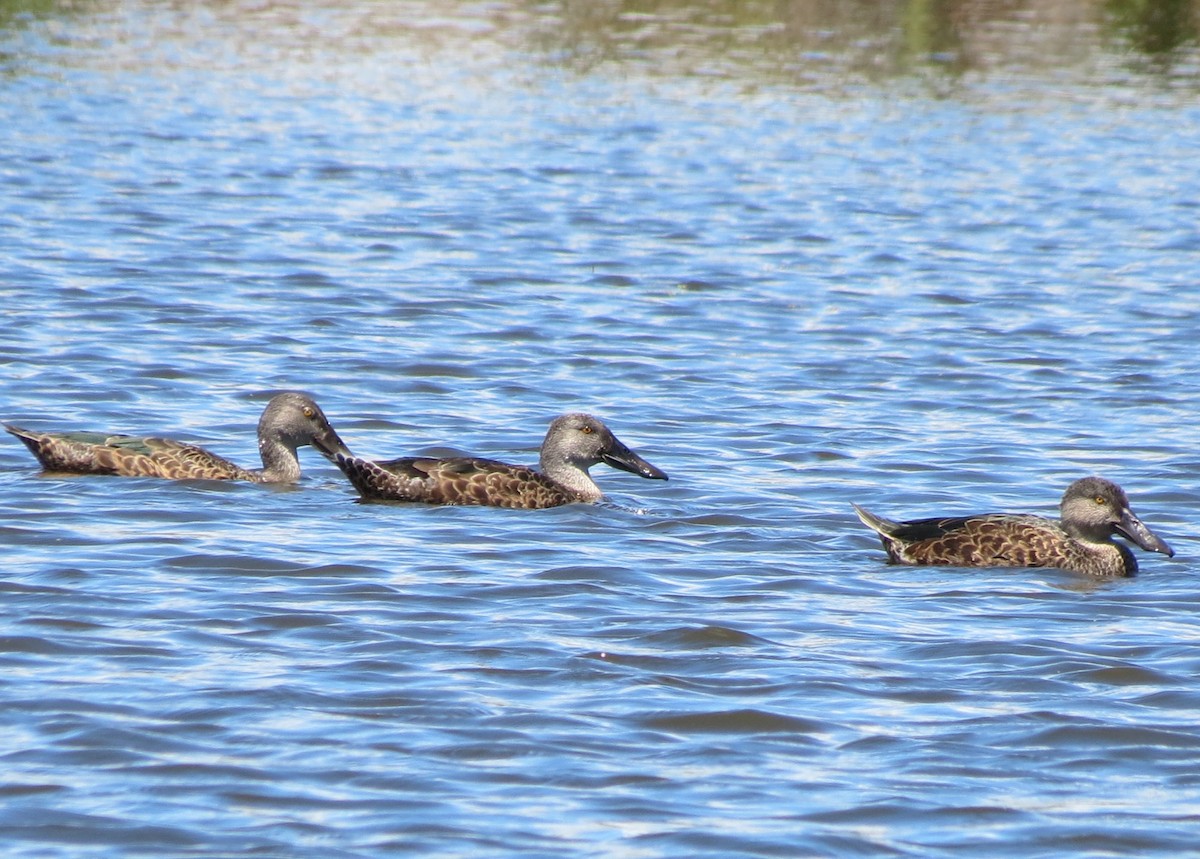 Australasian Shoveler - ML612697102