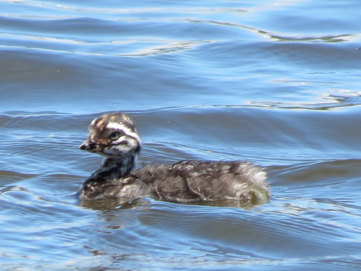 New Zealand Grebe - ML612697106