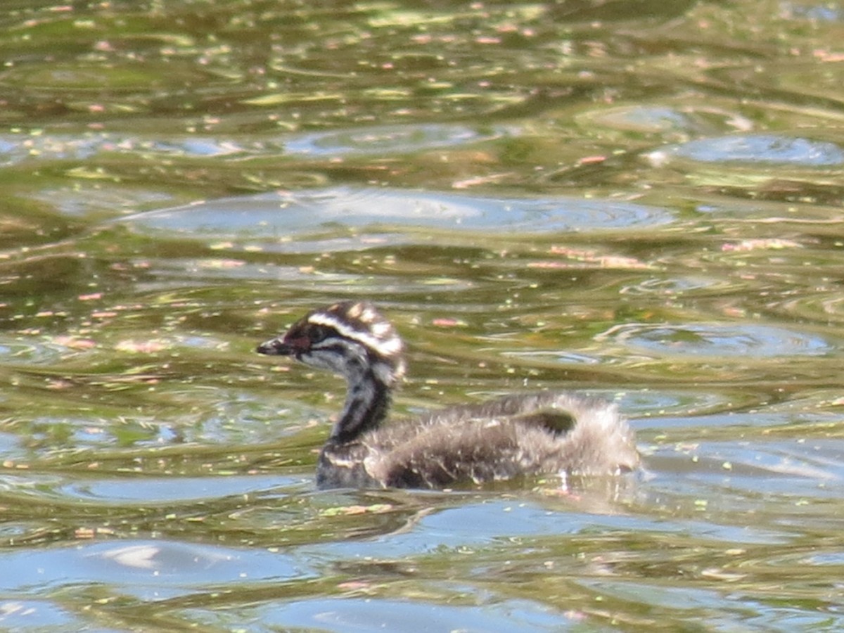 New Zealand Grebe - ML612697107