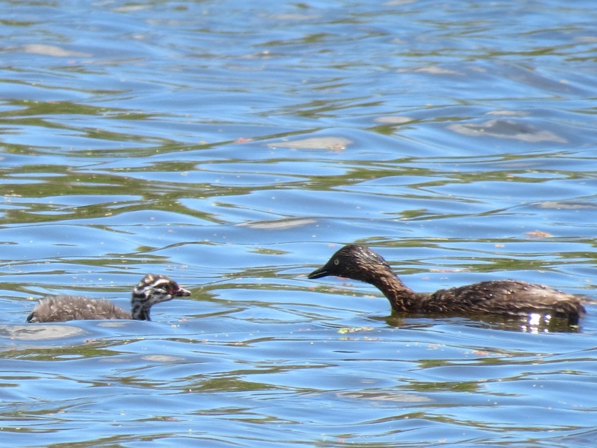 New Zealand Grebe - ML612697108