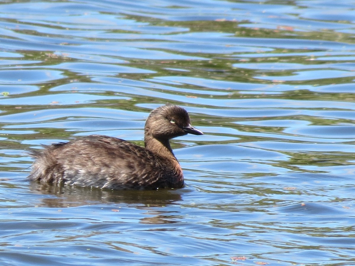 New Zealand Grebe - ML612697109