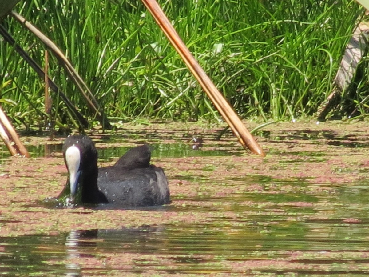 白冠雞 - ML612697119