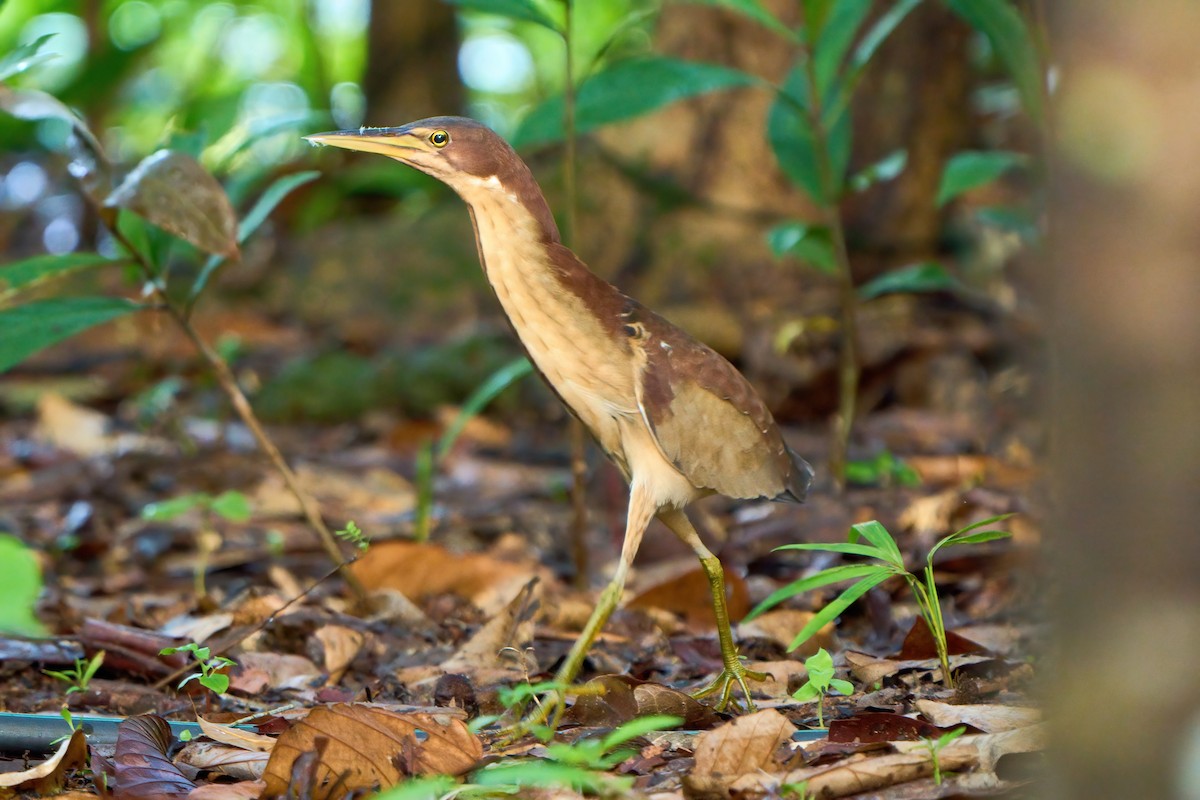 Schrenck's Bittern - ML612697154