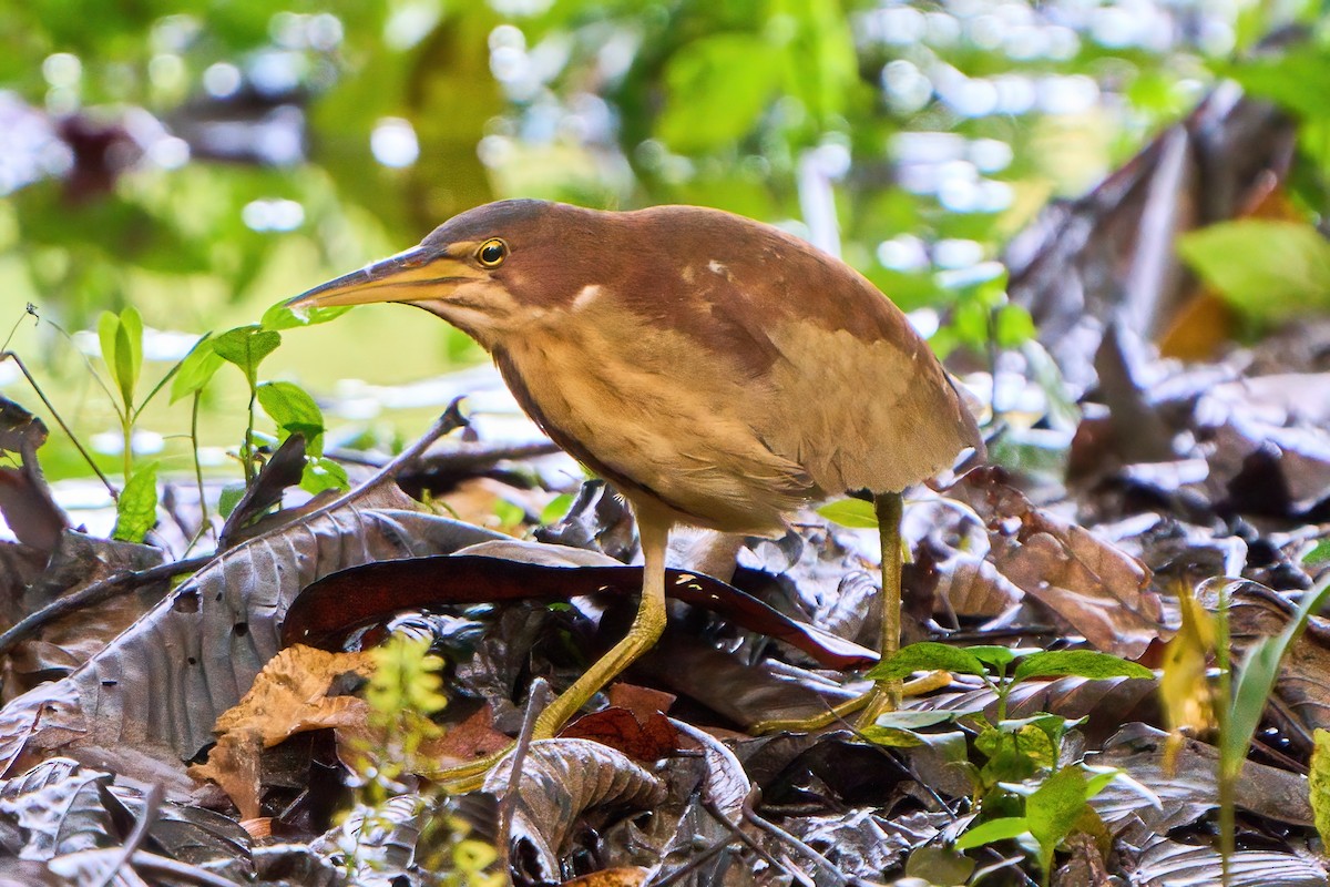 Schrenck's Bittern - ML612697158