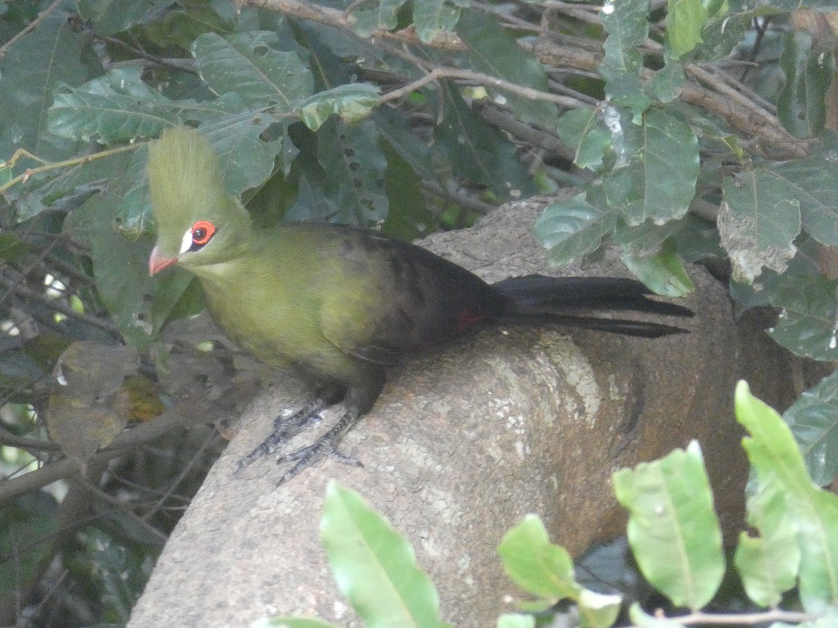 Guinea Turaco - ML612697175